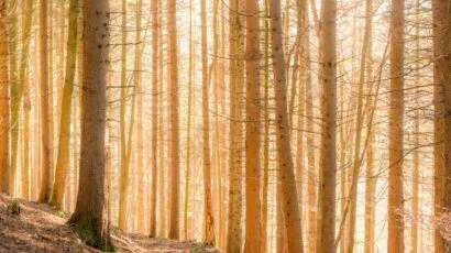 A forest in Ruine Clanx, Appenzell District, Switzerland