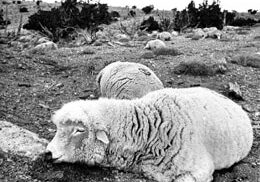 Dead sheep owned by Ray Peck in Skull Valley in 1968. (Wikimedia Commons)