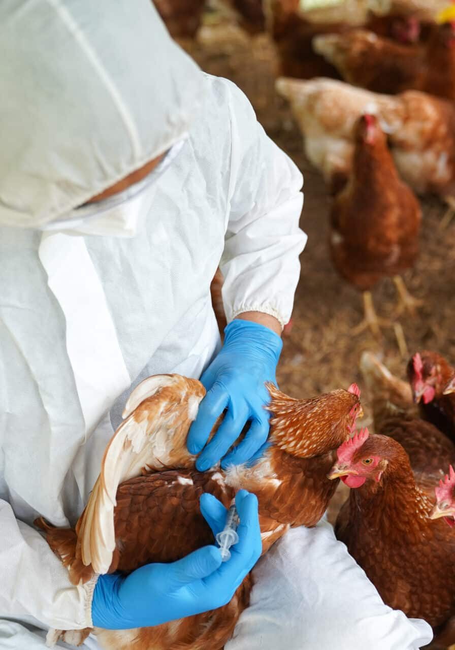 Vaccinating poultry stock is a potential solution to the threat of bird flu but it can be costly and time consuming to vaccinate thousands of chickens every six weeks.