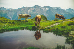 cows in Switzerland against mountains