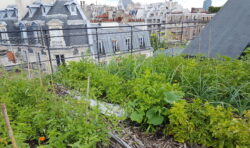European city with rooftop garden