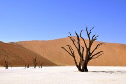 dead trees in desert