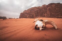 animal skull in desert, Jordan