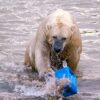 polar bear plastics